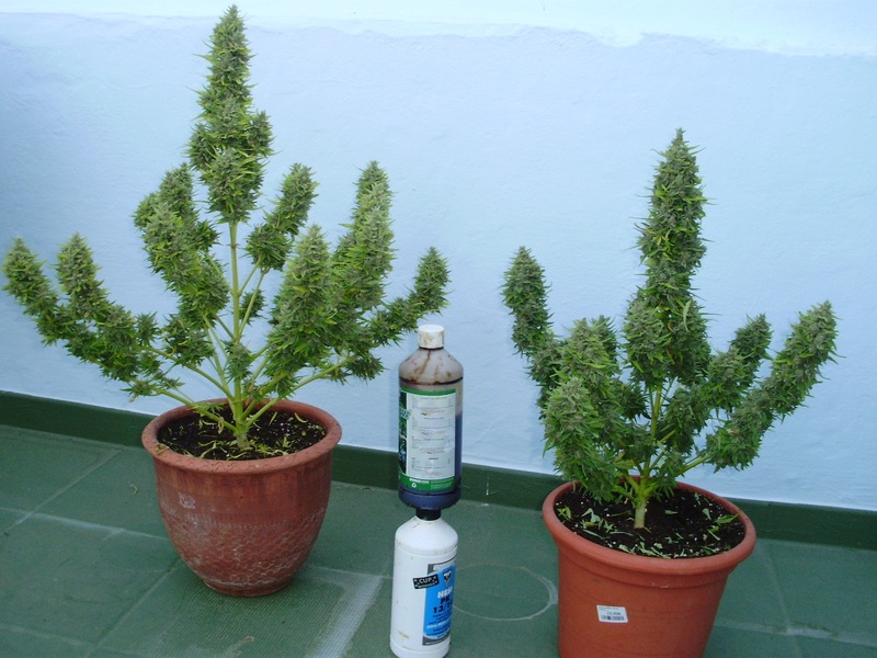 Автоцветущие сорта семян конопли хранение марихуаны сроки