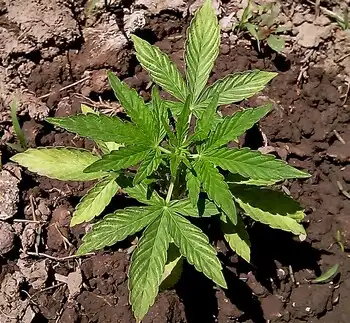 example of an autoflowering marijuana strain