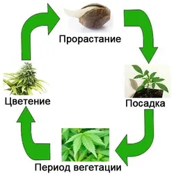 life cycle of cannabis