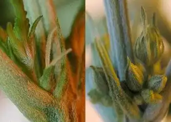 male and female cannabis plant