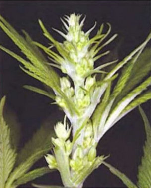 Мужское и женское растение конопли tor browser для гугл хром hudra