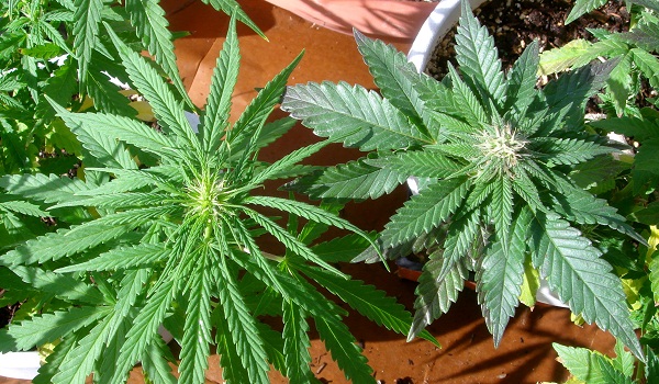 Характеристика конопли семена марихуаны прорастают