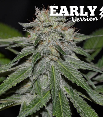 Critical Neville Haze Early Version от Delicious Seeds