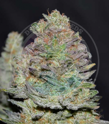 Delicious Cookies Auto от Delicious Seeds