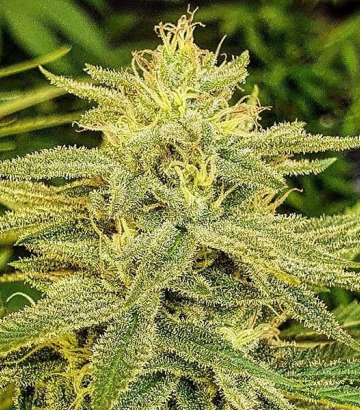 Lord Kush Delicious Seeds