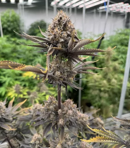 seeds Banana Purple Punch Auto RF3