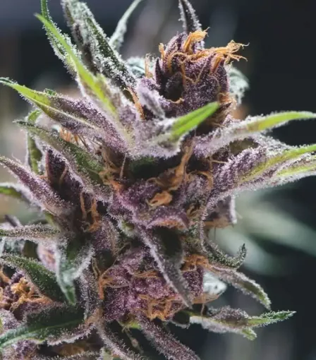 семена Black Cherry Punch