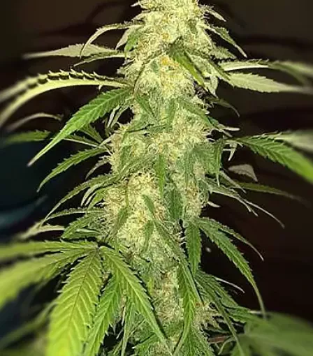 семена Dream Reactor Auto