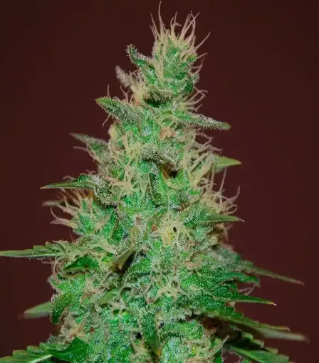 Сорт El Alquimista Auto