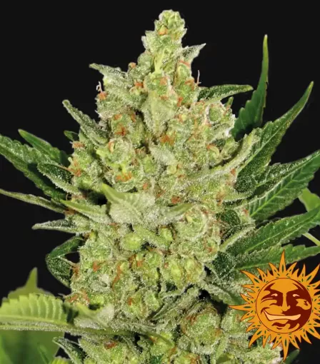 насіння Blue Cheese Auto