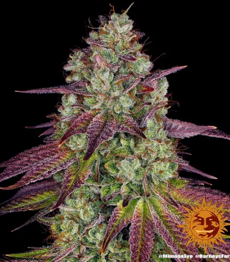 сорт Mimosa EVO