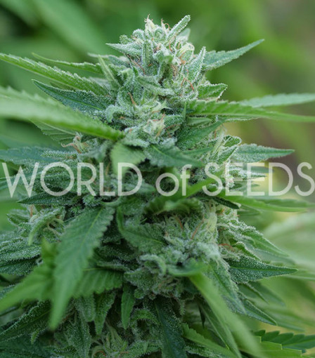 сорт MONGOLIA THC FREE