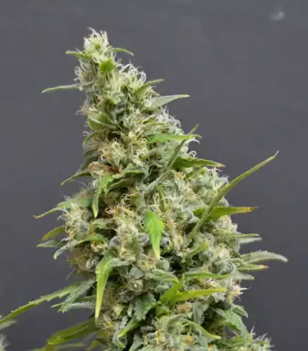 Купить семена Northern Light Auto Fem