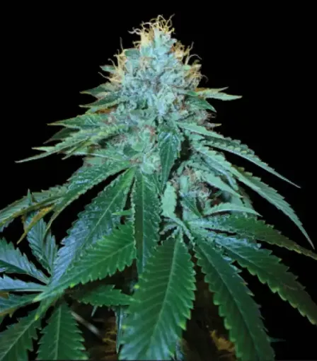 The OG № 18 Fem феминизированные семена купить почтой