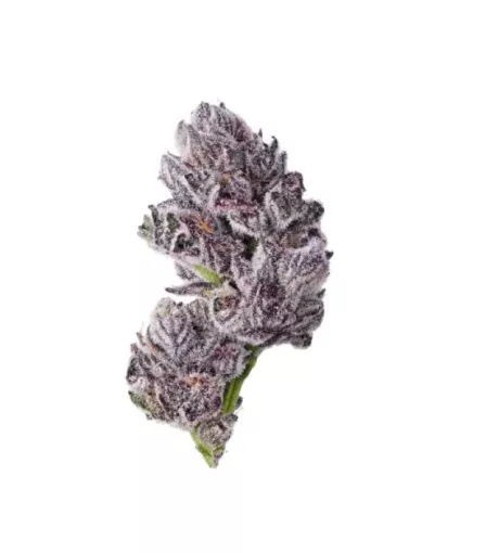 урожай сорта Triploid F1 Iced Sangria