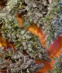 Придбати фемінізоване насіння Cool Rasta