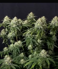 сорт Gorilla Cookies FF