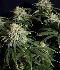 seeds Gorilla Cookies FF