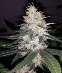 Critical Kali Mist Fem феминизированные семена купить почтой