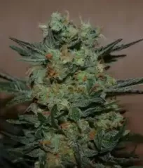 Семена Байкальский Экспресс Fem