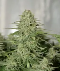 купить онлайн Sugar Black Rose