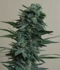 Купить семена конопли Кубанский Убийца Fem