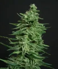 Купить Amnesia Lemon Fem