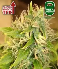 Купить семена конопли Acapulco Gold Fem