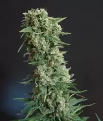 AK-47 феминизированные семена купить почтой