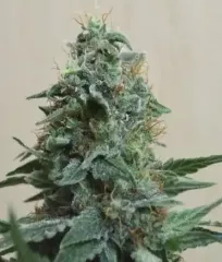 Купить семена AK Kush Fem