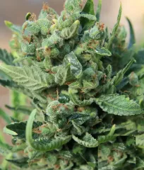 Ak Peace семена конопли