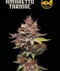 семена Amaretto Tarmac Feminised