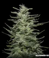 Сорт Amnesia Molotov