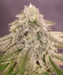 насіння Bay Burger від Delicious Seeds