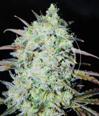 семена Bay Haze