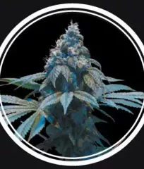 Купить семена Blue Queen Fem