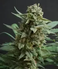 Northern Lights Fem феминизированные семена купить почтой.