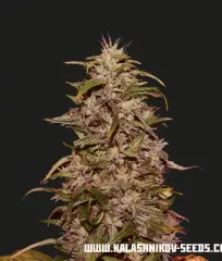 Big Altai Sativa Express