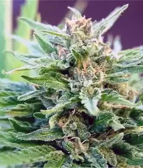 Black Domina x Bubble Gum