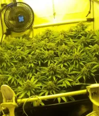 Black Russian Delicious Seeds насіння 