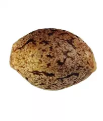 купити насіння Black Russian від Delicious Seeds