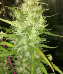 замовити насіння марихуани Black Russian