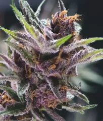 семена Black Cherry Punch