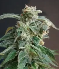 Blue Afghan Kush феминизированные семена купить почтой.