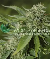 сорт Brazil Amazonia