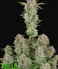 семена конопли Bruce Banner Auto FastBuds