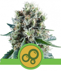 Bubble Kush Automatic от Royal Queen Seeds