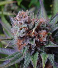 Bubblegum Blue семена каннабиса