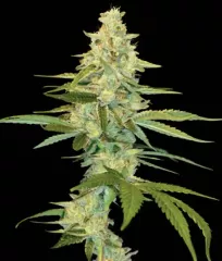 Cannalope Kush Fem феминизированные семена купить почтой