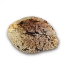 купить семена Caramelo Early Version